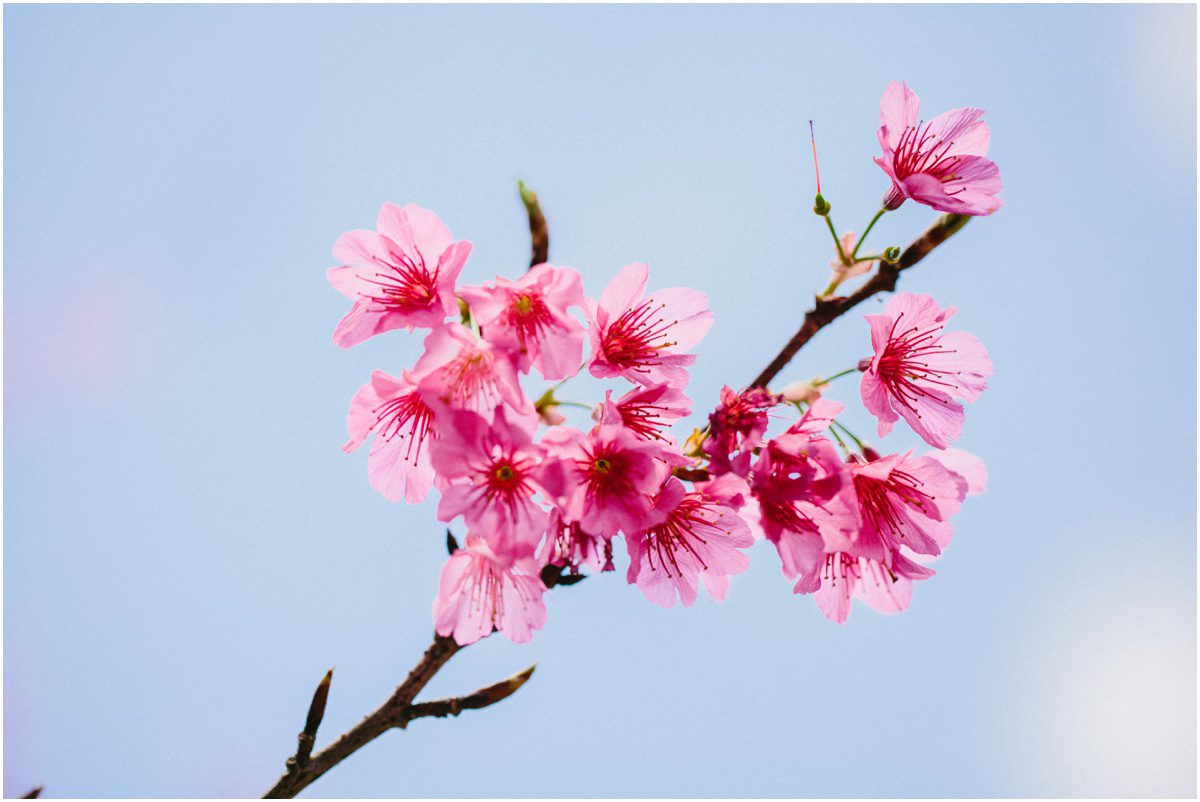 Okinawa Sakura