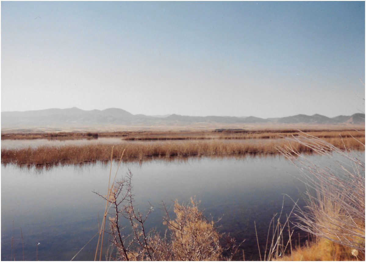slew pond on film photography
