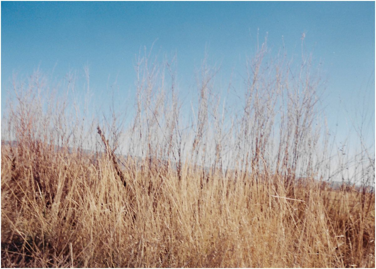 weeds photographed on film by kristi james photography