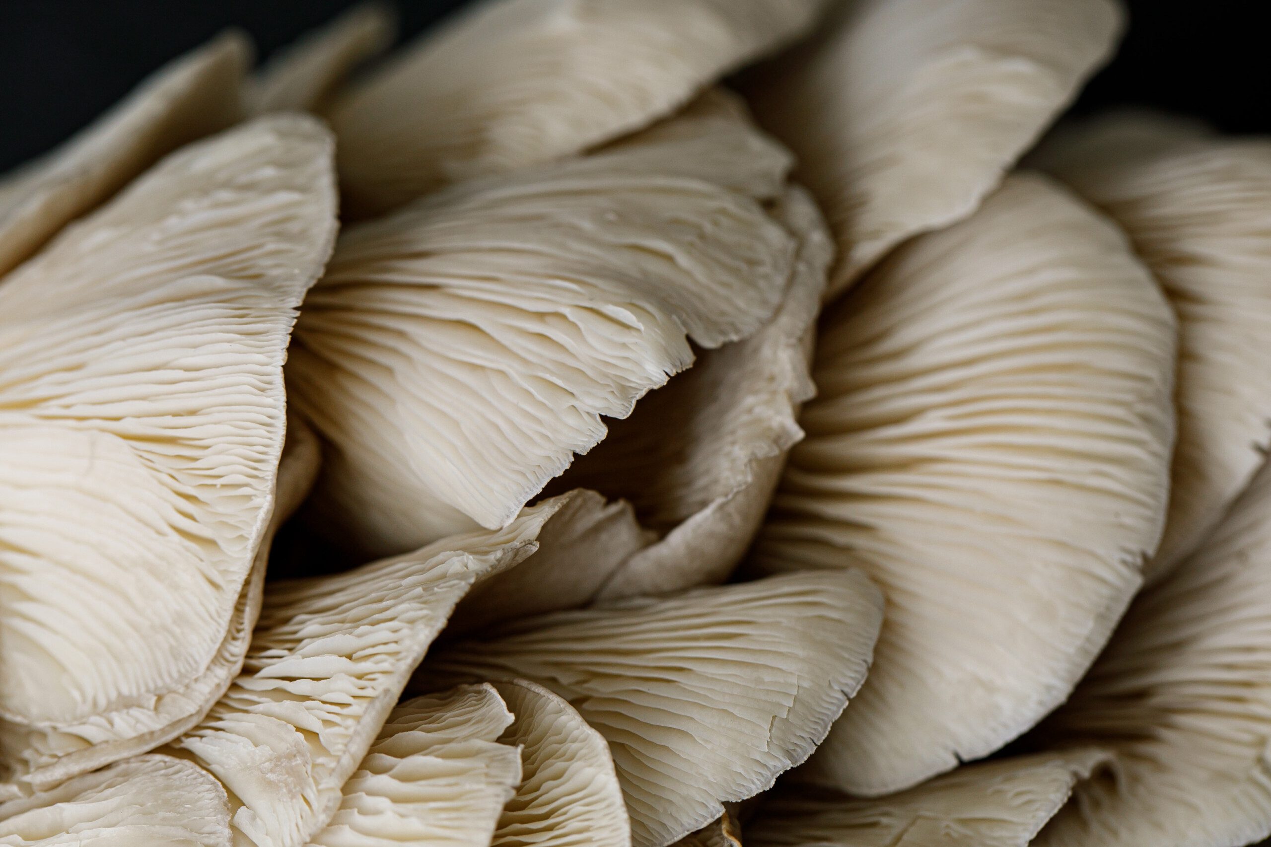 food photographer, food photography, mushrooms, mushroom food, mushroom photograph